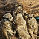 Meerkats