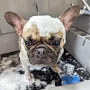 Washing small dogs