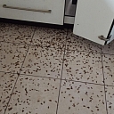 Pest control services