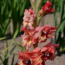 Gladiolus in Sigulda