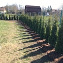 Hedge Planting