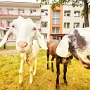 PartyZoo – visiting the kids at an event with a smile