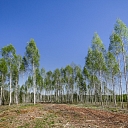 Восстановление леса