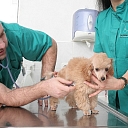 24-hour veterinary clinic