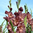 Buying gladioli