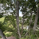 Installation of tree security systems