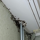 Pest control specialists