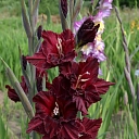Gladiolus