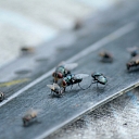 Pest control