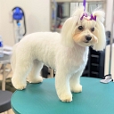 Zoogoods, animal care