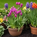 Tulips and daffodils growing in pots