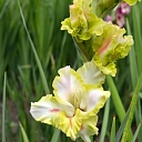 Gladiolus trade