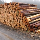 Tree purchase in log yards