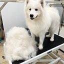 Zoogoods, animal care