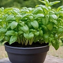 Growing basil in a pot