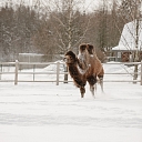 Сигулдский зоопарк