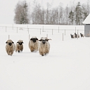 Сигулдский зоопарк