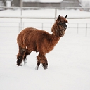 Сигулдский зоопарк