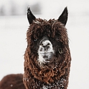 Сигулдский зоопарк