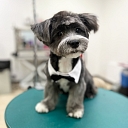 Zoogoods, animal care