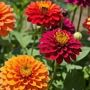 Dahlia flowers of different colors