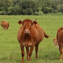 Red-brown cows
