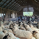 Sheep breeding in Salacgrīva