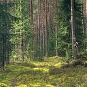 Mežizstrādes pakalpojumi visā Latvijā