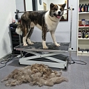 Dog hairdresser in Sarkandaugava