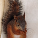 Ветеринарная клиника