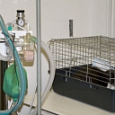 Modern equipment, 
animal surgery, hospital