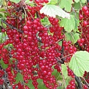 Berry seedlings