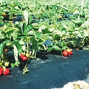 Wholesale of fruit and berries