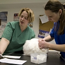Laboratory tests on animals