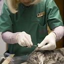 Veterinarian