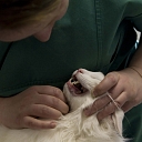 Animal dentistry