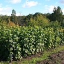 Крыжовник