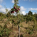 Arboretum in Kalsnavas parish