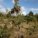 Augļu koki - ābeles