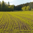 Сельскохозяйственные услуги