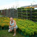 summer flower plants
