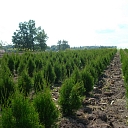 




horticultural company