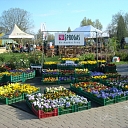 summer flower plants