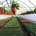 seedling cultivation