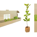 Ligo gifts, Midsummer gifts