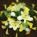 Yellow calla lily in Talsi