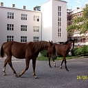Horse riding and excursions in Tērvete Nature Park