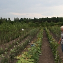 Саженцы винограда