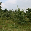 Торговля ростками