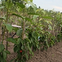 Kalsnavas plants